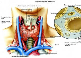 Щитовидная железа - строение, структура, функция Щитовидная железа имеет форму