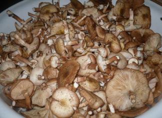 Marinated mushroom sa bahay