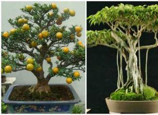 Vrtni bonsai - tehnika i postupak Uradi sam cvjetni bonsai
