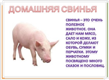 Свинья окружающий мир 3 класс. Рассказ о свинье. Доклад о свинье. Описание свиньи для детей. Сообщение о свинке.